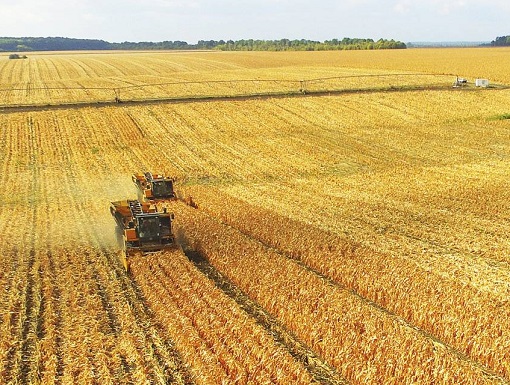 Сбор кукурузы на Черкасщине затормозили дожди Сбор кукурузы на Черкасщине затормозили дожди